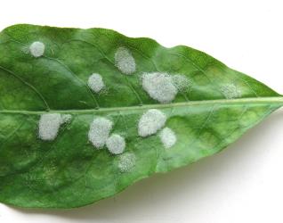 White erineum on the upperside of a leaf of Coprosma sp. induced by the gall mite, Phyllocoptes coprosmae (Acari: Eriophyidae). Creator: Nicholas A. Martin. © Nicholas A. Martin. [Image: 280I]