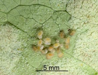 Just hatched larvae of steelblue ladybird, Halmus chalybeus (Coleoptera: Coccinellidae) on leaf with erineum induced by the coprosma white erineum gall mite, Phyllocoptes coprosmae (Acari: Eriophyidae). Creator: Nicholas A. Martin. © Nicholas A. Martin. [Image: 280K]