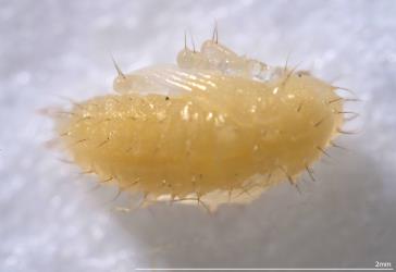 Pupae of the pohutukawa leaf miner, Neomycta rubida (Coleoptera: Curculionidae); note the setae on the body. Creator: Tim Holmes. © Plant & Food Research. [Image: 281C]
