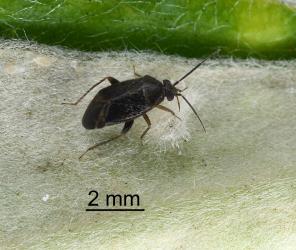 Adult Xiphoides sp. (Hemiptera: Miridae), a predator of the pittosporum psyllid, Trioza vitreoradiata (Hemiptera: Triozidae). Creator: Nicholas A. Martin. © Plant & Food Research. [Image: 285T]