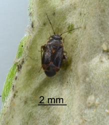 Adult Xiphoides sp. (Hemiptera: Miridae), a predator of the pittosporum psyllid, Trioza vitreoradiata (Hemiptera: Triozidae). Creator: Nicholas A. Martin. © Plant & Food Research. [Image: 285U]