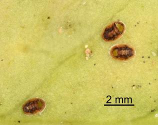 Exit holes in nymphs of pittosporum psyllids, Trioza vitreoradiata (Hemiptera: Triozidae), made by an endoparasitic wasp (Hymenoptera). Creator: Nicholas A. Martin. © Plant & Food Research. [Image: 285V]