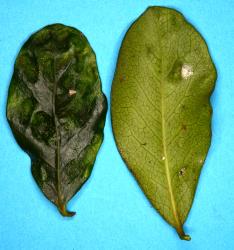 Pittosporum psyllid, Trioza vitreoradiata (Hemiptera: Triozidae), damage to leaves of Pittosporum ellipticum. Creator: Nicholas A. Martin. © Plant & Food Research. [Image: 285W]