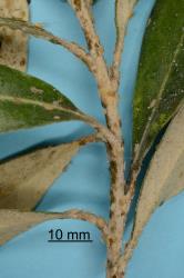 Numerous nymphs of pittosporum psyllid, Trioza vitreoradiata (Hemiptera: Triozidae) on young shoot of  Pittosporum crassifolium. Creator: Nicholas A. Martin. © Plant & Food Research. [Image: 285X]