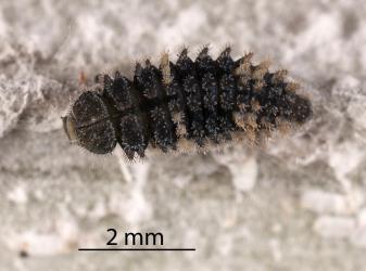 Larva of yellow haired ladybird, Adoxellus flavihirtus (Coleoptera: Coccinellidae). Creator: Tim Holmes. © Plant & Food Research. [Image: 2861]