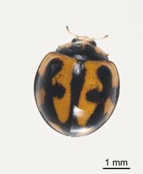 Adult variable ladybird, Coelophora inaequalis (Coleoptera: Coccinellidae), about 5 mm long. Creator: Tim Holmes. © Plant & Food Research. [Image: 2862]