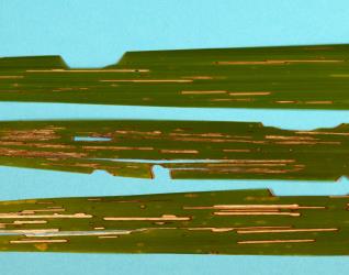 Long groove damage by small caterpillars of Cabbage tree moth: Epiphryne verriculata (Lepidoptera: Geometridae) to leaves of a cabbage tree, Cordyline australis. Creator: Nicholas A. Martin. © Plant & Food Research. [Image: 286Z]