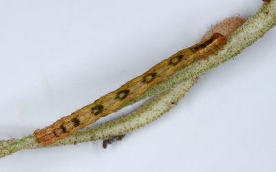 Caterpillar of the hook-tip fern looper, Sarisa muriferata, (Lepidoptera: Geometridae), on a frond of leather-leaf fern, Pyrrosia eleagnifolia. Creator: Nicholas A. Martin. © Plant & Food Research. [Image: 28ET]