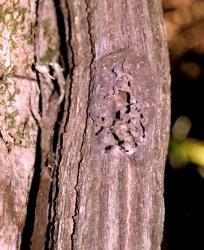 Old feeding site of puriri moth, Aenetus virescens (Lepidoptera: Hepialidae), in aerial root of Griselinia lucida (Cornaceae). Creator: Nicholas A. Martin. © Nicholas A. Martin. [Image: 28FZ]