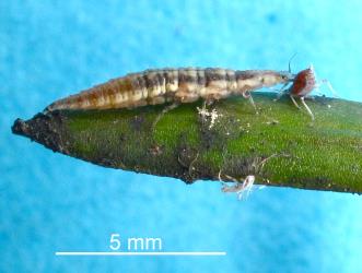 Larva of Tasmanian lacewing, Micromus tasmaniae (Neuroptera: Hemerobiidae) feeding on totara aphid, Neophyllaphis totarae (Hemiptera: Aphididae). Creator: Nicholas A. Martin. © Nicholas A. Martin. [Image: 28JA]