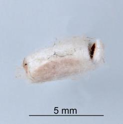 Cocoon of shield-bug nymphal parasitoid Aridelus rufotestaceus (Braconidae) that had parasitised a nymph of Australasian green shield bug, Glaucias amyoti (Hemiptera: Pentatomidae). Note the opening in one end made by the adult wasp. Creator: Nicholas A. Martin. © Plant & Food Research. [Image: 293T]