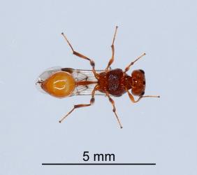 Adult shield-bug nymphal parasitoid Aridelus rufotestaceus (Braconidae) that had parasitised a nymph of Australasian green shield bug, Glaucias amyoti (Hemiptera: Pentatomidae): underside of wasp. Creator: Nicholas A. Martin. © Plant & Food Research. [Image: 293U]