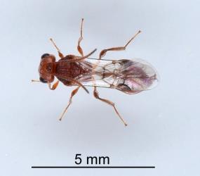 Adult shield-bug nymphal parasitoid Aridelus rufotestaceus (Braconidae) that had parasitised a nymph of Australasian green shield bug, Glaucias amyoti (Hemiptera: Pentatomidae): top view of wasp. Creator: Nicholas A. Martin. © Plant & Food Research. [Image: 293V]