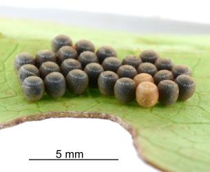 Eggs of the Australasian green shield bug, Glaucias amyoti (Hemiptera: Pentatomidae) on the underside of a leaf of Coprosma repens, the dark coloured eggs are parasitized by a wasp, the Green vegetable bug egg parasitoid, Trissolcus basalis (Hymenoptera: Platygasteridae). Creator: Nicholas A. Martin. © Plant & Food Research. [Image: 293Z]