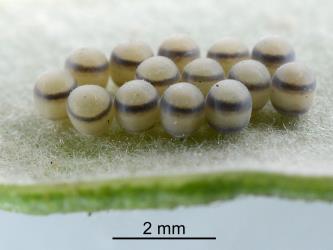 Eggs of the Australasian green shield bug, Glaucias amyoti (Hemiptera: Pentatomidae) on the underside of a leaf of Pittosporum crassifolium, the eggs with a dark ring are parasitized by a wasp of the Native shield-bug egg parasitoid,  Trissolcus oenone (Hymenoptera: Platygasteridae). Creator: Nicholas A. Martin. © Plant & Food Research. [Image: 2948]