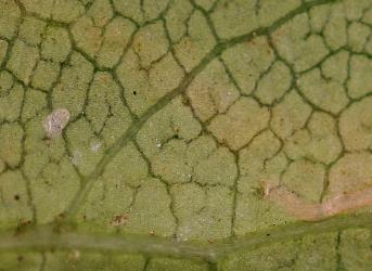 Eggshell of karamu leafminer, ‘Acrocercops’ zorionella, (Lepidoptera: Gracillariidae), on underside of leaf of Coprosma lucida sp. (Rubiaceae),. Creator: Tim Holmes. © Plant & Food Research. [Image: 29LL]