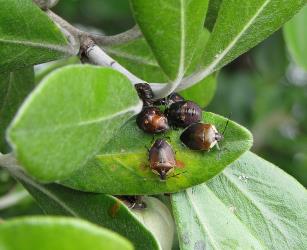 Adults and fifth instar (stage) nymphs of Pittosporum shield bug, Monteithiella humeralis (Hemiptera: Pentatomidae), gathered on a shoot of Pittosporum crassifolium (Pittosporaceae) in late summer. Creator: Nicholas A. Martin. © Nicholas A. Martin. [Image: 29QI]