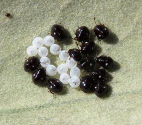 Newly hatched nymphs (black) of Pittosporum shield bug, Monteithiella humeralis (Hemiptera: Pentatomidae) sitting by their eggshells (white) on the upper side of a leaf of Pittosporum crassifolium (Pittosporaceae). Creator: Nicholas A. Martin. © Nicholas A. Martin. [Image: 29QK]