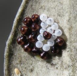 Newly hatched nymphs of Pittosporum shield bug, Monteithiella humeralis (Hemiptera: Pentatomidae), by their eggshells on the underside of a leaf of Pittosporum crassifolium (Pittosporaceae); note the dark T-shaped egg busters. Creator: Nicholas A. Martin. © Nicholas A. Martin. [Image: 29QL]