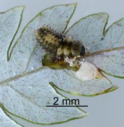 Larva of Scale-eating ladybird, Rhyzobius fagus (Coleoptera: Coccinellidae) feeding on fern scale,  Fusilaspis phymatodidis (Diaspididae) on silver fern, Cyathea dealbata (Cyatheaceae). Creator: Nicholas A. Martin. © Plant & Food Research. [Image: 29VT]