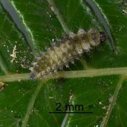 Larva of Scale-eating ladybird, Rhyzobius fagus (Coleoptera: Coccinellidae) on silver fern, Cyathea dealbata (Cyatheaceae). Creator: Nicholas A. Martin. © Plant & Food Research. [Image: 29VV]