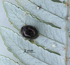 Adult of Scale-eating ladybird, Rhyzobius fagus (Coleoptera: Coccinellidae) on silver fern, Cyathea dealbata (Cyatheaceae) with fern scale,  Fusilaspis phymatodidis (Diaspididae). Creator: Nicholas A. Martin. © Plant & Food Research. [Image: 29VW]