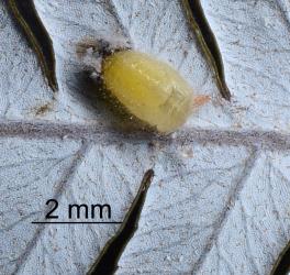 Pupa of Scale-eating ladybird, Rhyzobius fagus (Coleoptera: Coccinellidae) on silver fern, Cyathea dealbata (Cyatheaceae). Creator: Nicholas A. Martin. © Plant & Food Research. [Image: 29VX]