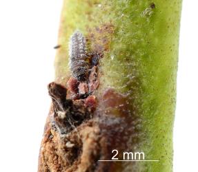 Young larva of Scale-eating ladybird, Rhyzobius fagus (Coleoptera: Coccinellidae) feeding on felted scale (Eriococcidae) on Ngaio, Myoporum laetum (Scrophulariaceae). Creator: Nicholas A. Martin. © Plant & Food Research. [Image: 29VY]