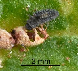 Young larva of Scale-eating ladybird, Rhyzobius fagus (Coleoptera: Coccinellidae) feeding on felted scale (Eriococcidae) on Ngaio, Myoporum laetum (Scrophulariaceae). Creator: Nicholas A. Martin. © Plant & Food Research. [Image: 29VZ]