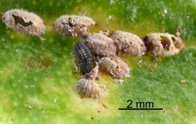 Young larva of Scale-eating ladybird, Rhyzobius fagus (Coleoptera: Coccinellidae) feeding on felted scale (Eriococcidae) on Ngaio, Myoporum laetum (Scrophulariaceae). Creator: Nicholas A. Martin. © Plant & Food Research. [Image: 29W0]