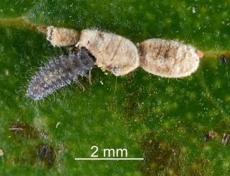 Larva of Scale-eating ladybird, Rhyzobius fagus (Coleoptera: Coccinellidae) feeding on felted scale (Eriococcidae) on Ngaio, Myoporum laetum (Scrophulariaceae). Creator: Nicholas A. Martin. © Plant & Food Research. [Image: 29W1]