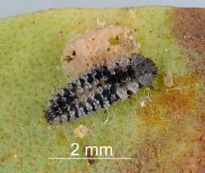 Mature larva of Scale-eating ladybird, Rhyzobius fagus (Coleoptera: Coccinellidae) feeding on felted scale (Eriococcidae) on Ngaio, Myoporum laetum (Scrophulariaceae). Creator: Nicholas A. Martin. © Plant & Food Research. [Image: 29W2]