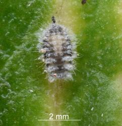 Prepupal larva of Scale-eating ladybird, Rhyzobius fagus (Coleoptera: Coccinellidae) on a leaf of Ngaio, Myoporum laetum (Scrophulariaceae). Creator: Nicholas A. Martin. © Plant & Food Research. [Image: 29W3]