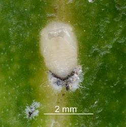 Pupa of Scale-eating ladybird, Rhyzobius fagus (Coleoptera: Coccinellidae), note the waxy moulted larval skin at the base of the pupa. Creator: Nicholas A. Martin. © Plant & Food Research. [Image: 29W4]