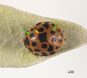 Adult hadda beetle, Epilachna vigintioctopunctata (Fabricius, 1775) (Coleoptera: Coccinellidae), yellow arrow points to the dark spot on the mid line and the green arrows point to the two pairs of spots in front and behind. The head, prothorax and elytra are covered by dense short hairs. Creator: Tim Holmes. © Plant & Food Research. [Image: 2A9G]
