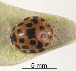 Adult Hadda beetle, Epilachna vigintioctopunctata (Cleoptera: Coccinellidae). Creator: Tim Holmes. © Plant & Food Research. [Image: 2A9H]