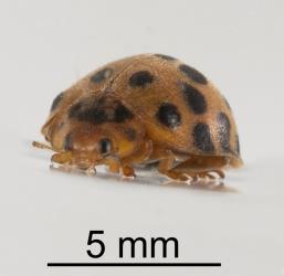 Adult Hadda beetle, Epilachna vigintioctopunctata (Cleoptera: Coccinellidae), note the short dense hair on the elytra, pronotum and elytra. Creator: Tim Holmes. © Plant & Food Research. [Image: 2A9J]