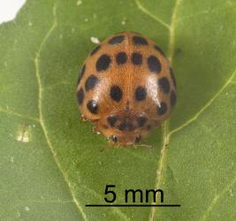 Adult Hadda beetle, Epilachna vigintioctopunctata (Cleoptera: Coccinellidae). Creator: Tim Holmes. © Plant & Food Research. [Image: 2A9K]