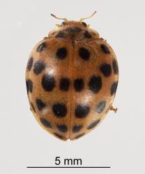 Adult Hadda beetle, Epilachna vigintioctopunctata (Cleoptera: Coccinellidae). Creator: Tim Holmes. © Plant & Food Research. [Image: 2A9L]