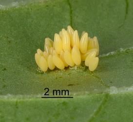 Eggs of Hadda beetle, Epilachna vigintioctopunctata (Cleoptera: Coccinellidae). Creator: Nicholas A. Martin. © Plant & Food Research. [Image: 2A9N]