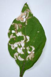 Hadda beetle, Epilachna vigintioctopunctata (Cleoptera: Coccinellidae) feeding damage on leaf of Solanum nigrum (Solanaceae). Creator: Nicholas A. Martin. © Plant & Food Research. [Image: 2A9P]