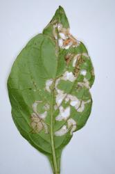 Hadda beetle, Epilachna vigintioctopunctata (Cleoptera: Coccinellidae) feeding on leaf of Solanum nigrum (Solanaceae), underside of leaf. Creator: Nicholas A. Martin. © Plant & Food Research. [Image: 2A9Q]
