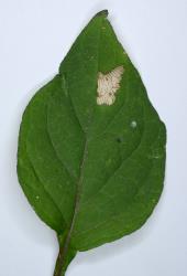 Hadda beetle, Epilachna vigintioctopunctata (Cleoptera: Coccinellidae) feeding damage on leaf of Solanum nigrum (Solanaceae). Creator: Nicholas A. Martin. © Plant & Food Research. [Image: 2A9R]