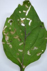 Hadda beetle, Epilachna vigintioctopunctata (Cleoptera: Coccinellidae) feeding on leaf of Solanum nigrum (Solanaceae). Creator: Nicholas A. Martin. © Plant & Food Research. [Image: 2A9S]