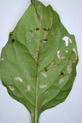 Hadda beetle, Epilachna vigintioctopunctata (Cleoptera: Coccinellidae) feeding on leaf of Solanum nigrum (Solanaceae), underside of leaf. Creator: Nicholas A. Martin. © Plant & Food Research. [Image: 2A9T]