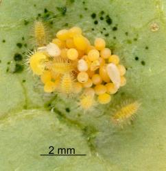 Hadda beetle, Epilachna vigintioctopunctata (Cleoptera: Coccinellidae) larvae hatching from eggs. Creator: Nicholas A. Martin. © Plant & Food Research. [Image: 2A9U]
