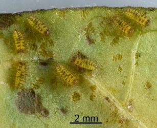 Newly hatched larvae of Hadda beetle, Epilachna vigintioctopunctata (Cleoptera: Coccinellidae) feeding on leaf. Creator: Nicholas A. Martin. © Plant & Food Research. [Image: 2A9V]