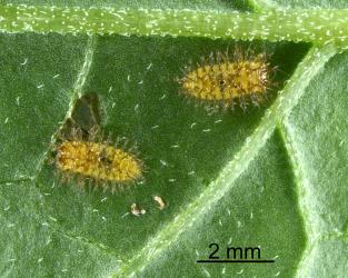 Two small larva of Hadda beetle, Epilachna vigintioctopunctata (Cleoptera: Coccinellidae). Creator: Nicholas A. Martin. © Plant & Food Research. [Image: 2A9Z]