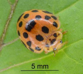 Adult Hadda beetle, Epilachna vigintioctopunctata (Cleoptera: Coccinellidae). Creator: Nicholas A. Martin. © Plant & Food Research. [Image: 2AA0]
