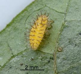 Larva of Hadda beetle, Epilachna vigintioctopunctata (Cleoptera: Coccinellidae). Creator: Nicholas A. Martin. © Plant & Food Research. [Image: 2AA1]